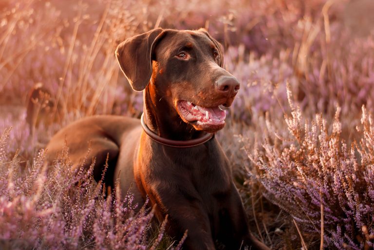 Hundefotografie-nrw-dobermann-heide