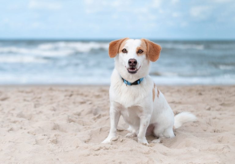 Hundefotografie-nrw-tierschutz