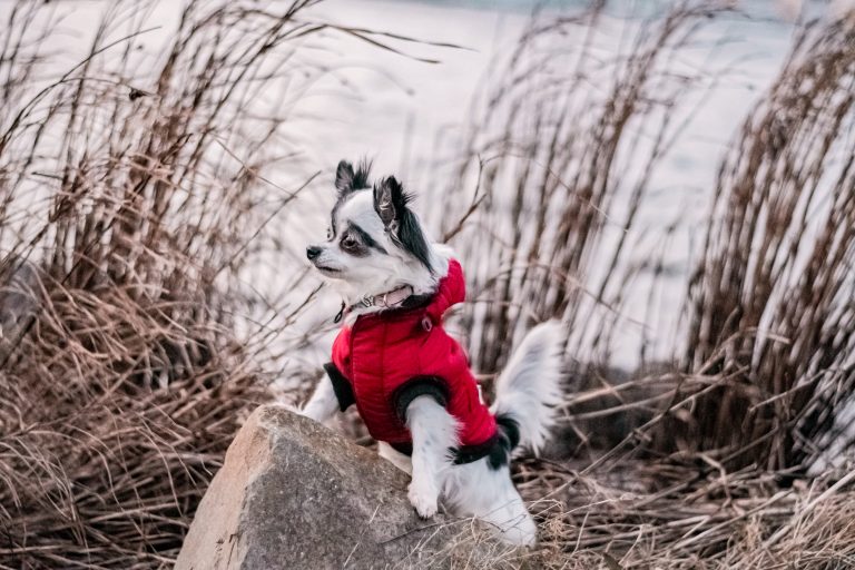 Hundefotografie-nrw-chihuahua-fantasy