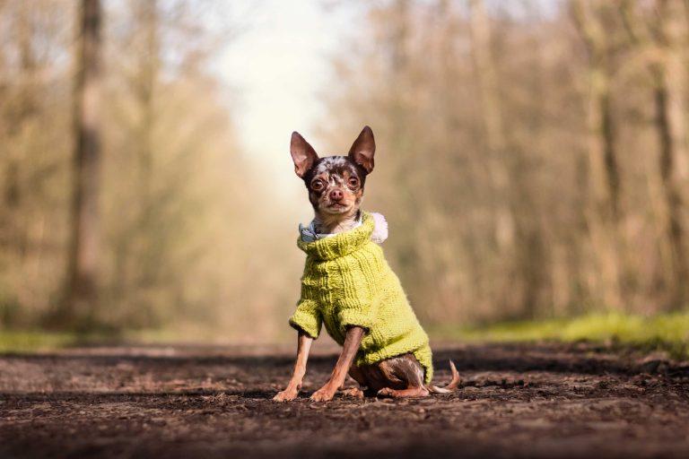 Hundefotografie-nrw-pragerrattler