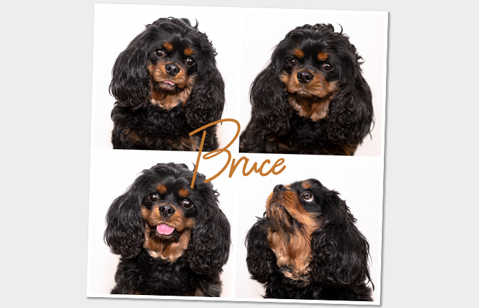 Bruce_Collage_
