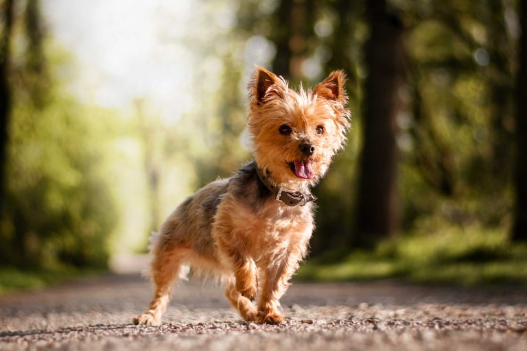 Hundefotografie-nrw-yorkshire-terrier