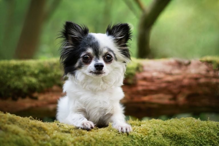 Hundefotografie-nrw-chihuahua-