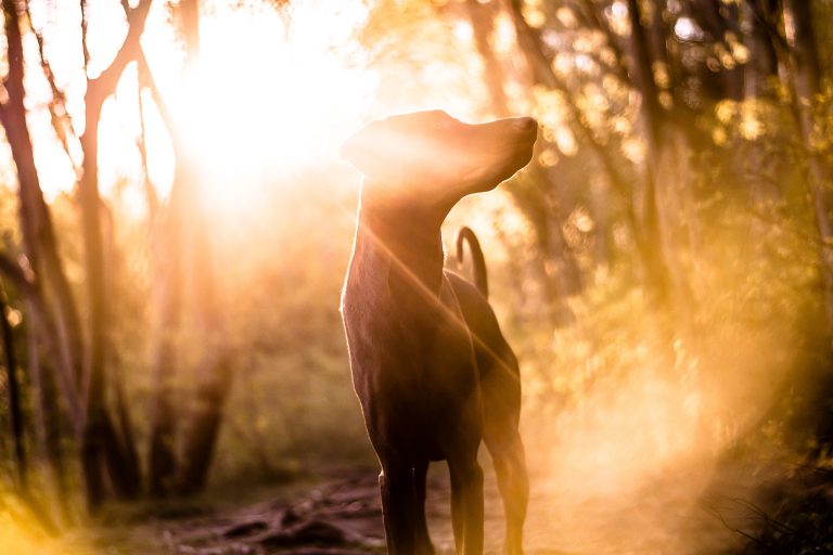 Hundefotografie-nrw-dobermann-abendsonne