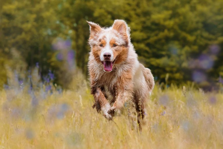 Hundefotografie-nrw-australian-shephard