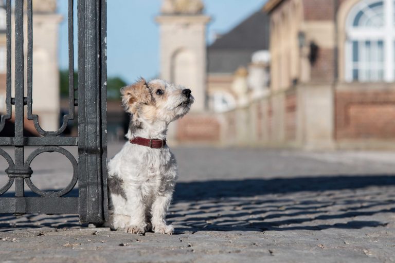 Hundefotografie-nrw-nordkirchen