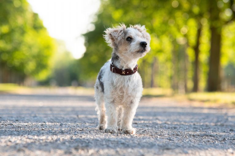 Hundefotografie-nrw-oldie