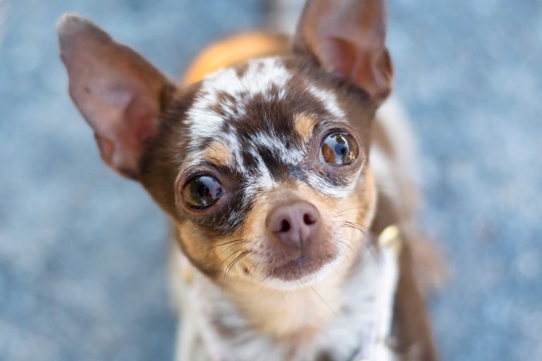 Hundefotografie-nrw-fibi-fascination