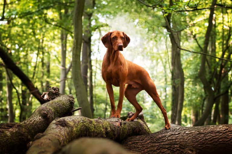 Hundefotografie-nrw-vizsla