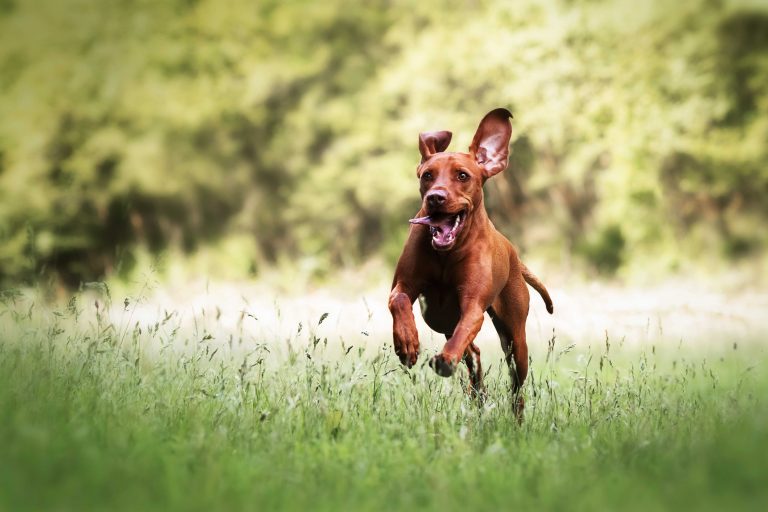 Hundefotografie-nrw-MagyarVizsla