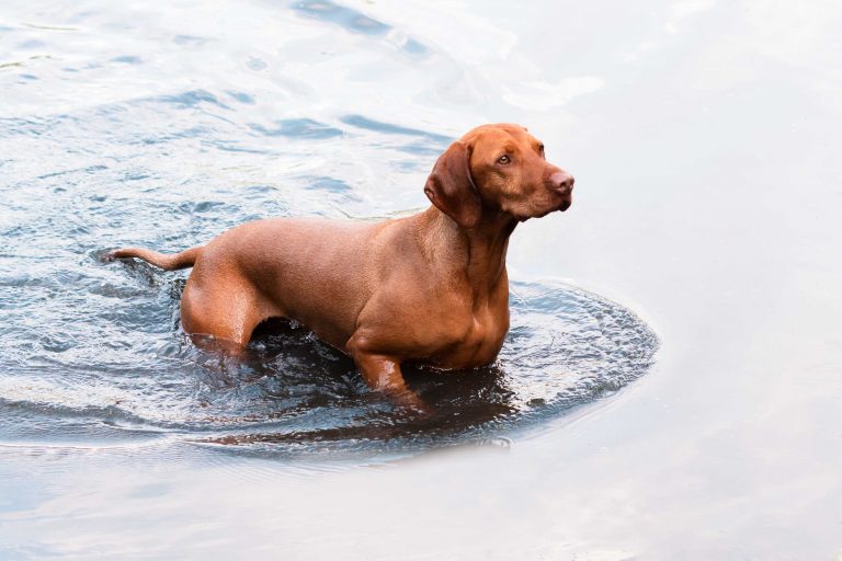 Hundefotografie-nrw-Magyar-Vizsla-