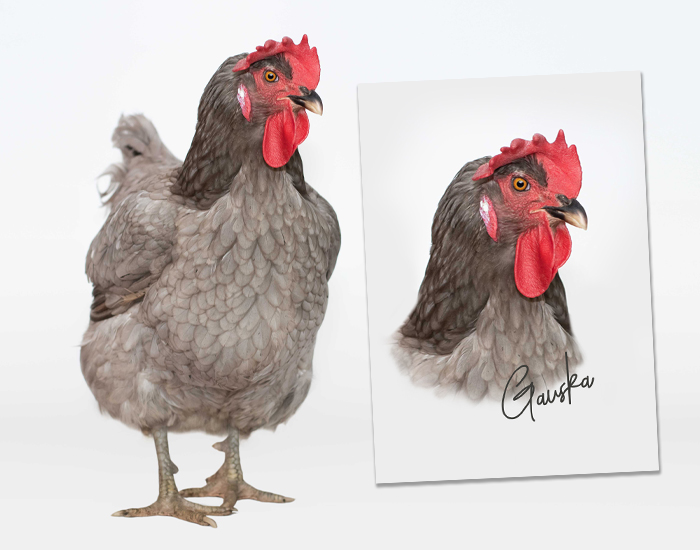 Tierfotograf-Huhn-NRW