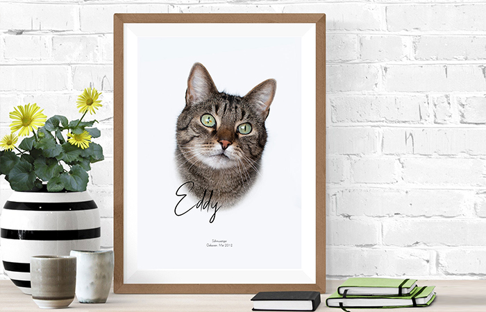 Katze-fotograf-Poster-1