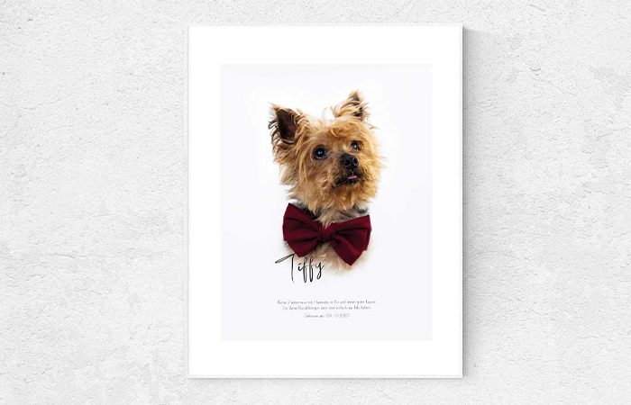 Hundefotograf-Poster-3
