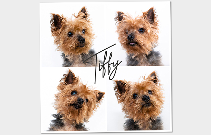 Tiffy_Collage_