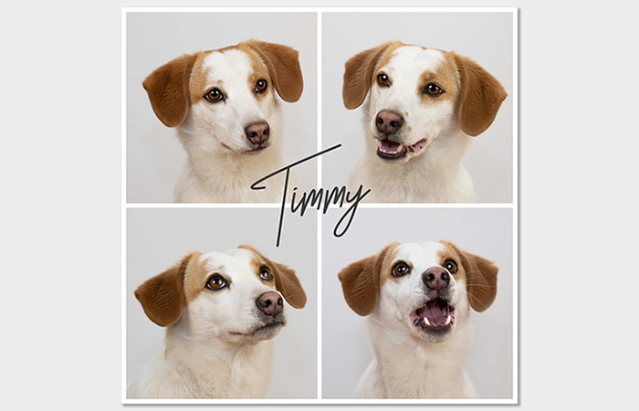 Timmy_Collage_